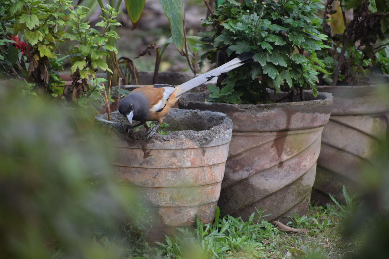 Image of Rufous Treepie