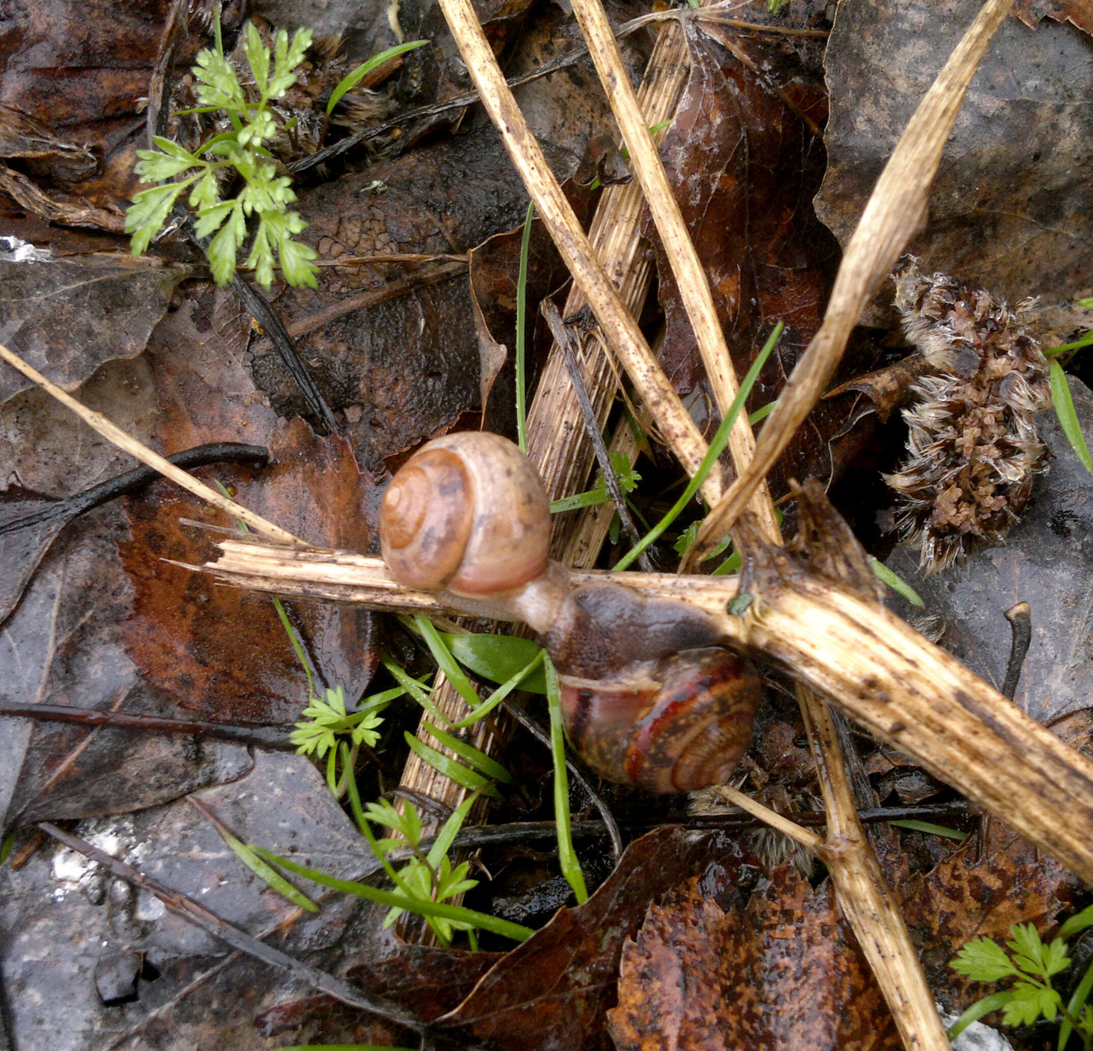 Image of brush snail