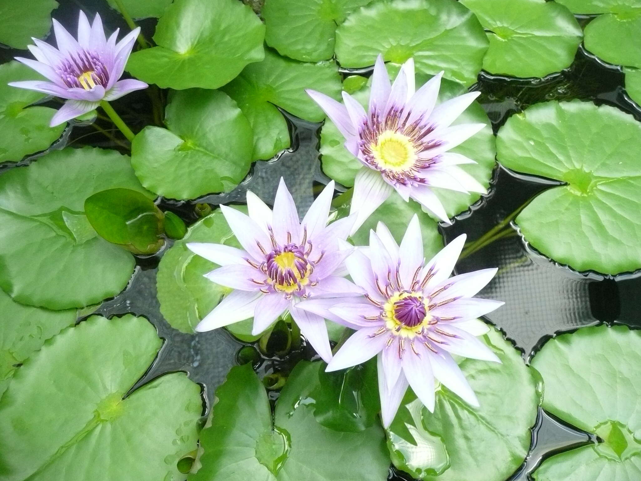 Image of Cape Blue Water-Lily