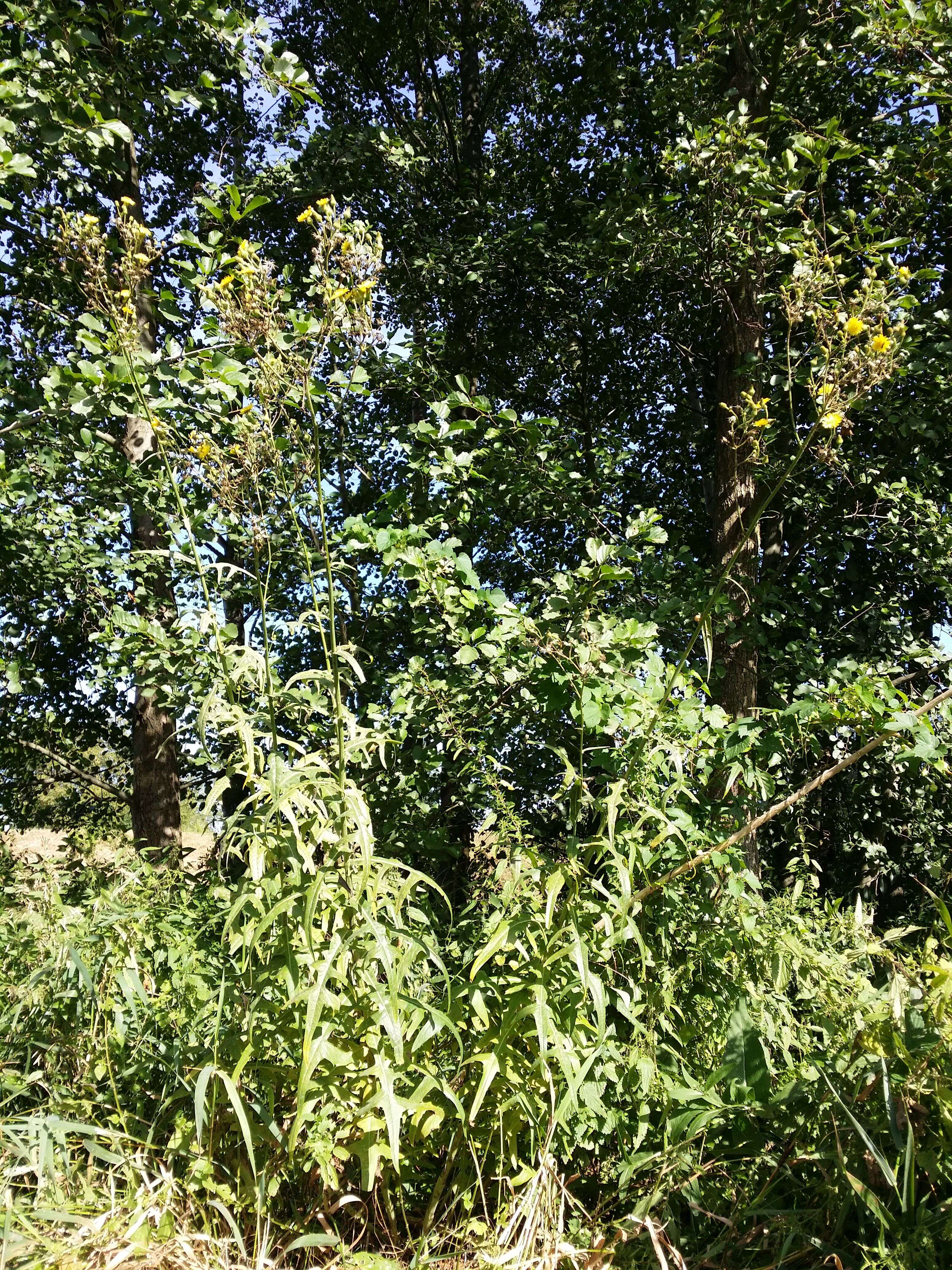 Image of marsh sow-thistle