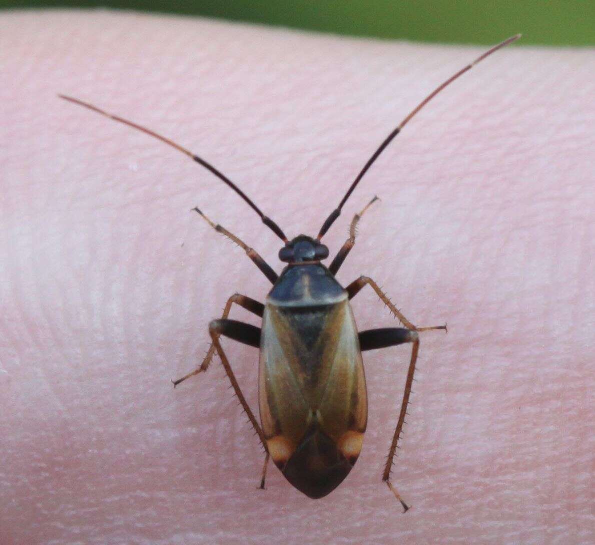 Adelphocoris seticornis (Fabricius 1775)的圖片