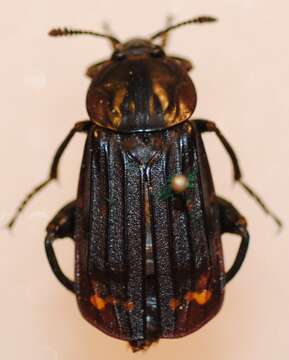 Image of Red-lined Carrion Beetle