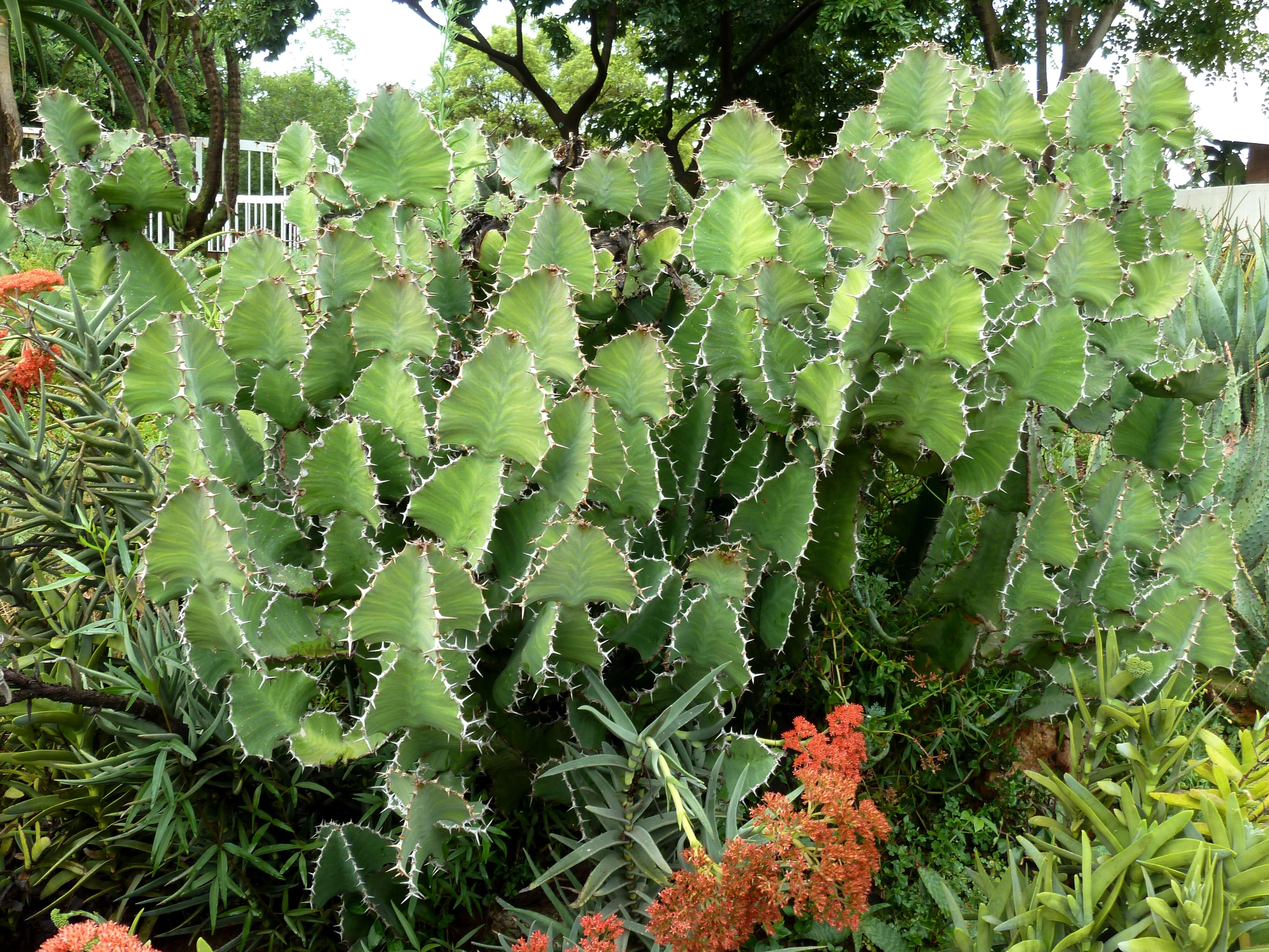 Euphorbia grandialata R. A. Dyer resmi