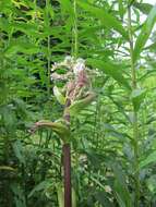 Image of wild angelica