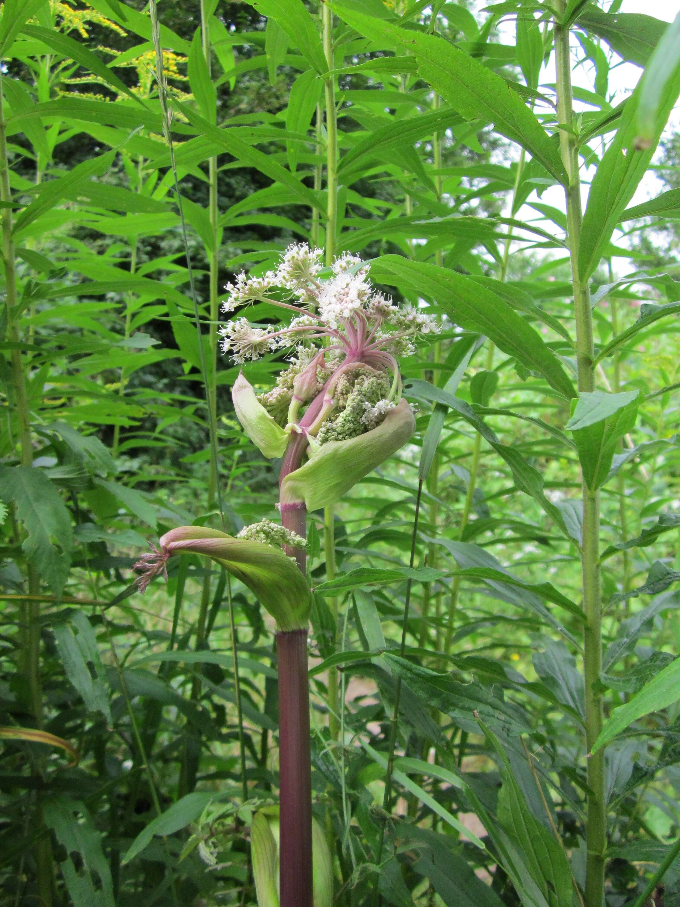 Image of wild angelica