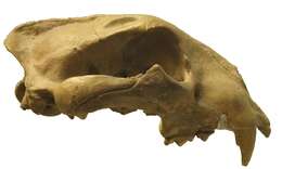 Image of Panthera onca augusta