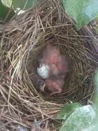 Image of Eastern Towhee