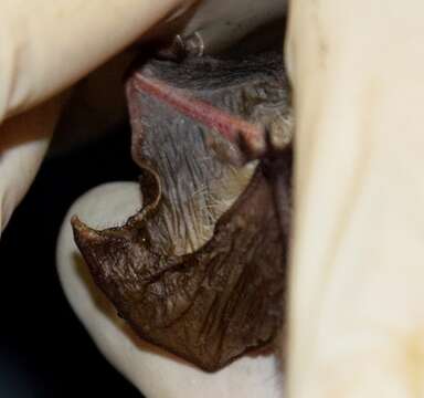 Image of Natterer's Bat