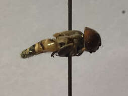 صورة Eristalinus tabanoides (Jaennicke 1867)