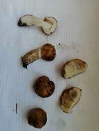 Image of Stinking Russula