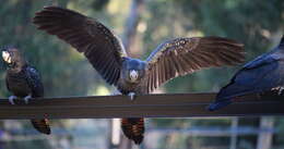 Image of Red-tailed Black-Cockatoo