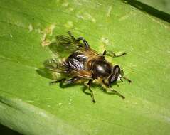 Image of Chalcosyrphus eunotus (Loew 1873)