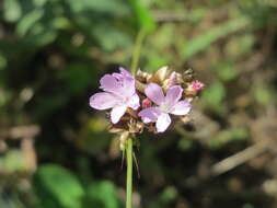 Image of Proliferous Pink