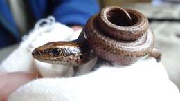 Image of Chesterfield skink