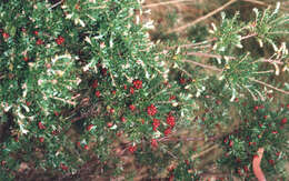 Image of Acrothamnus