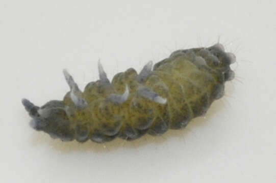 Image of Springtail