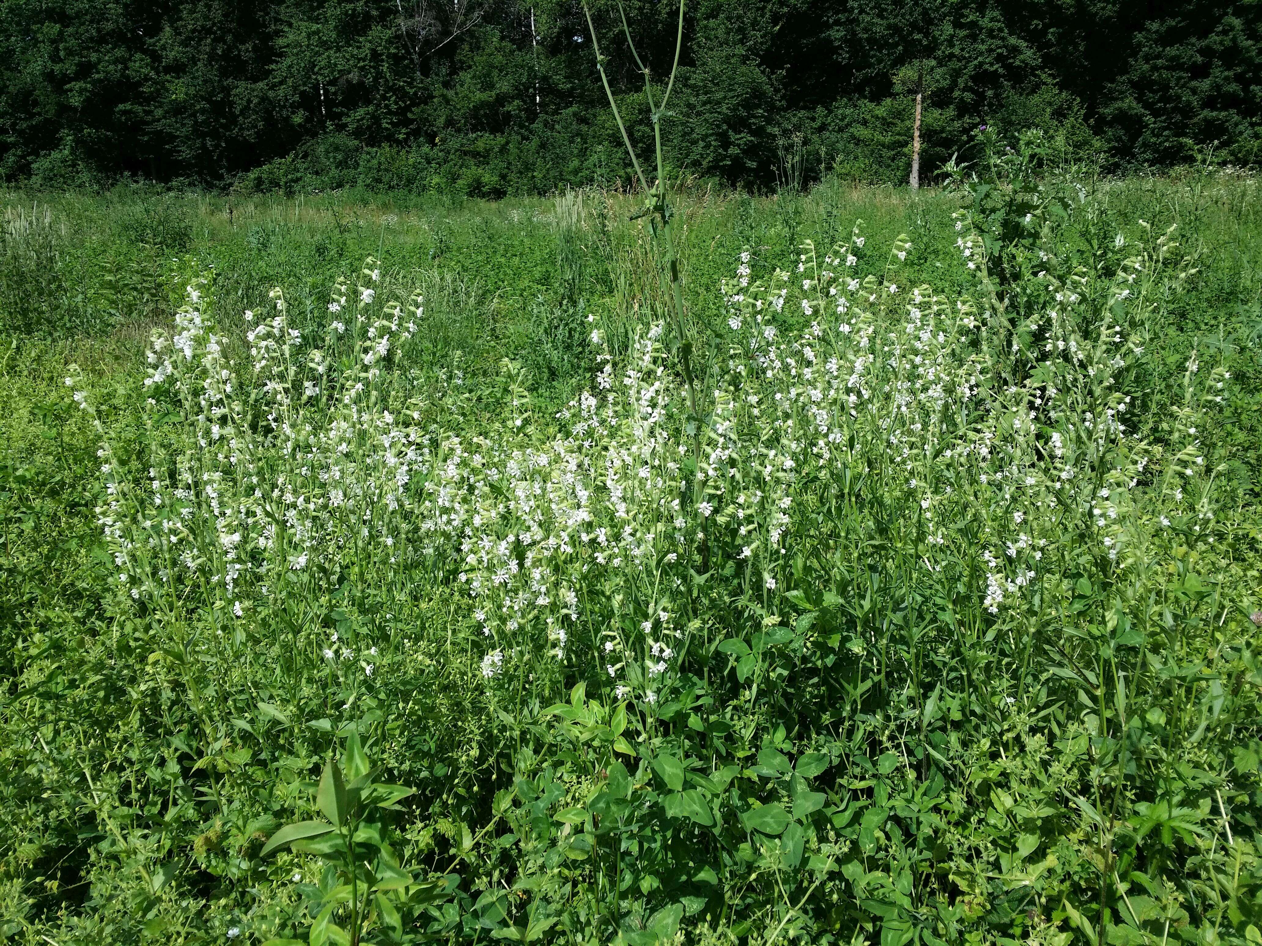 Слика од Silene dichotoma Ehrh.