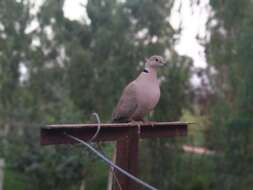 Image of Collared Dove