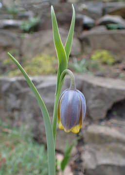 Слика од Fritillaria uva-vulpis Rix