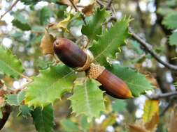 Image of Honeydew Oak