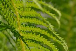 Image of Lady-fern