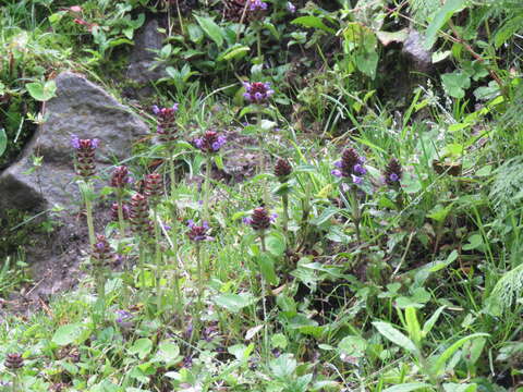 Image of common selfheal