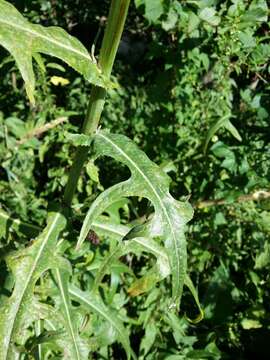 Image of marsh sow-thistle