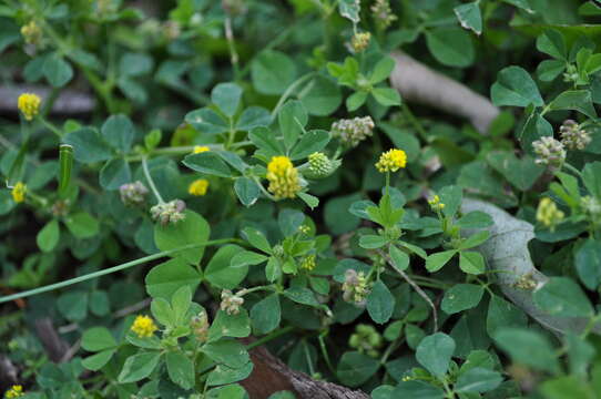 Image of black medick