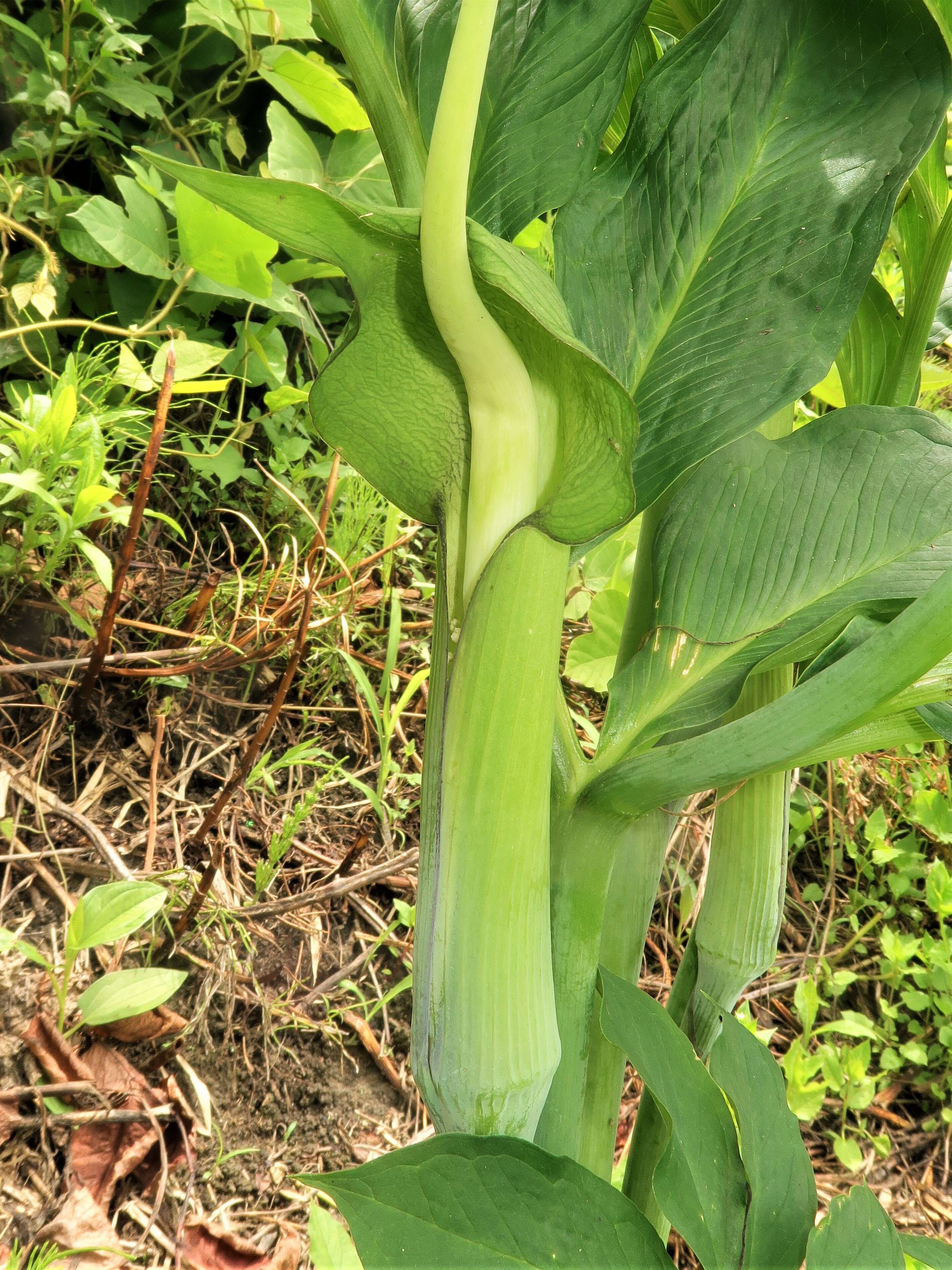 Sivun Arisaema heterophyllum Blume kuva