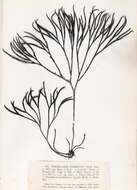 Image of Furcellaria