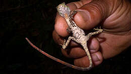 Image of Wied's Fathead Anole