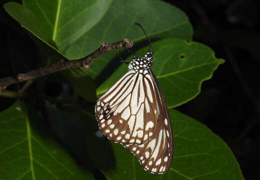 صورة Parantica aglea Cramer 1781