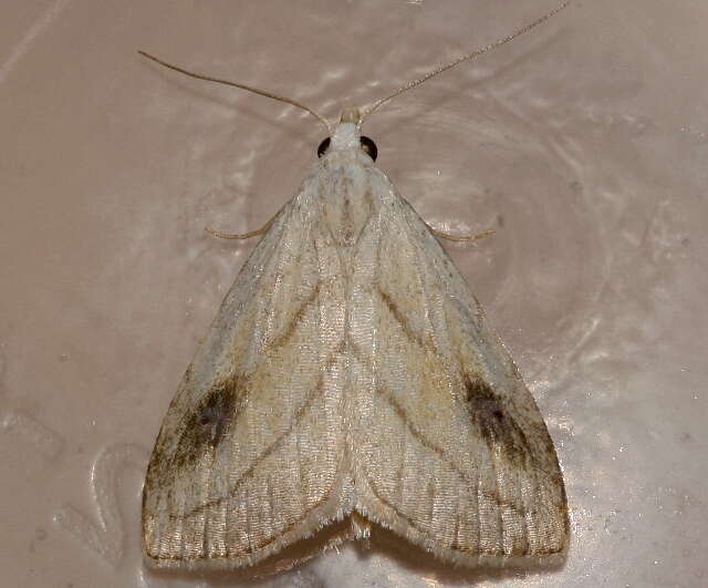 Image of Spotted Grass Moth