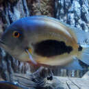 Image of Uaru Cichlid