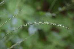 Image of bearded couch-grass