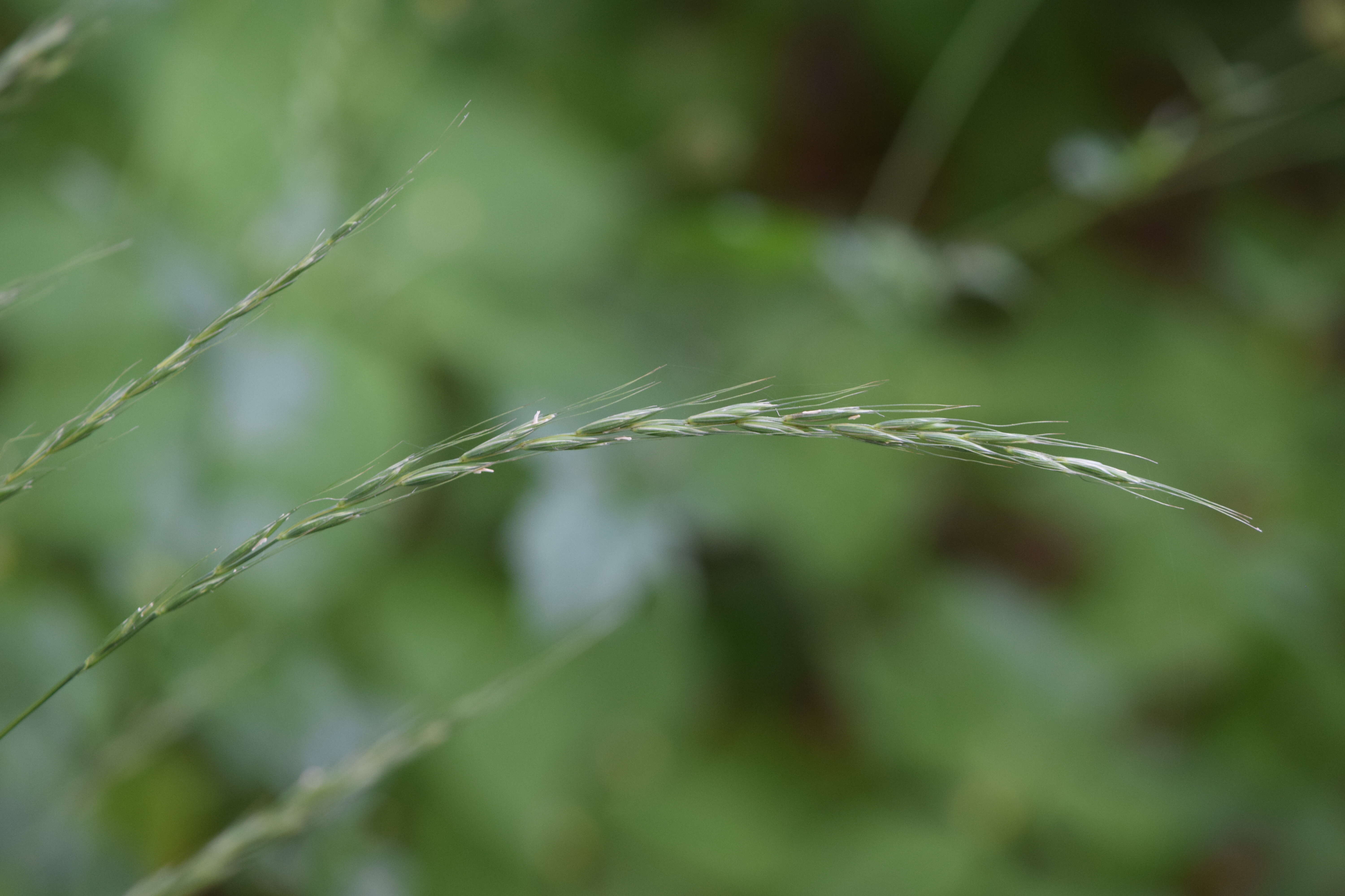 Image of bearded couch-grass