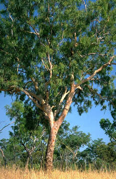 Image of Corymbia bleeseri (Blakely) K. D. Hill & L. A. S. Johnson