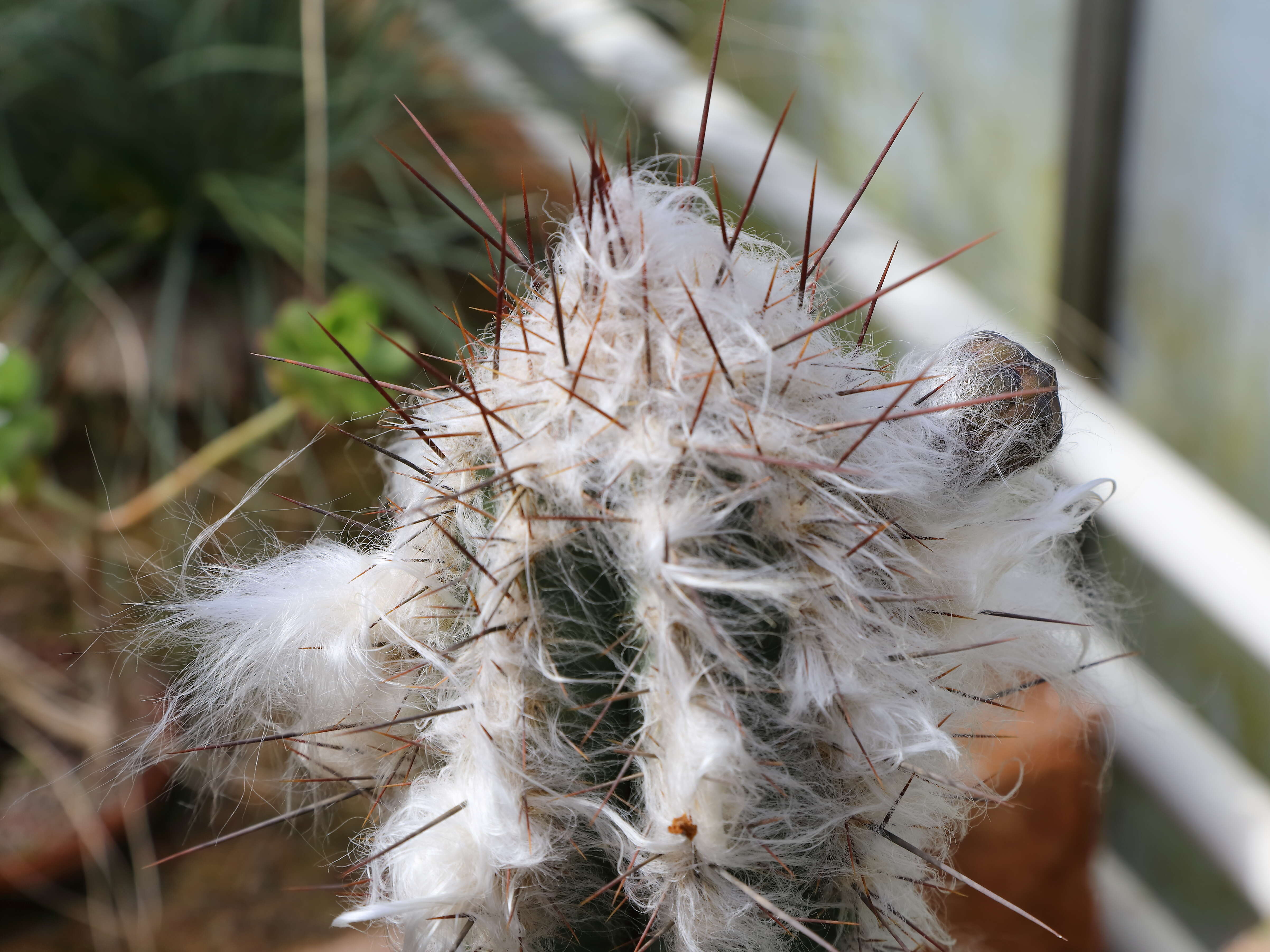 Image of Pilosocereus leucocephalus (Poselg.) Byles & G. D. Rowley