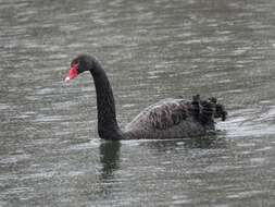 Image of Black Swan