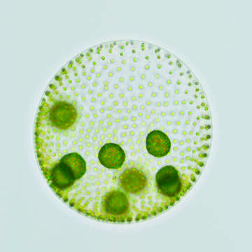 Image of Globe Algae