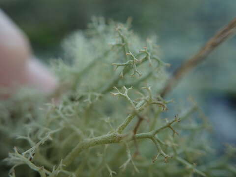 Image of Reindeer lichen