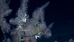 Image of crinoids and relatives