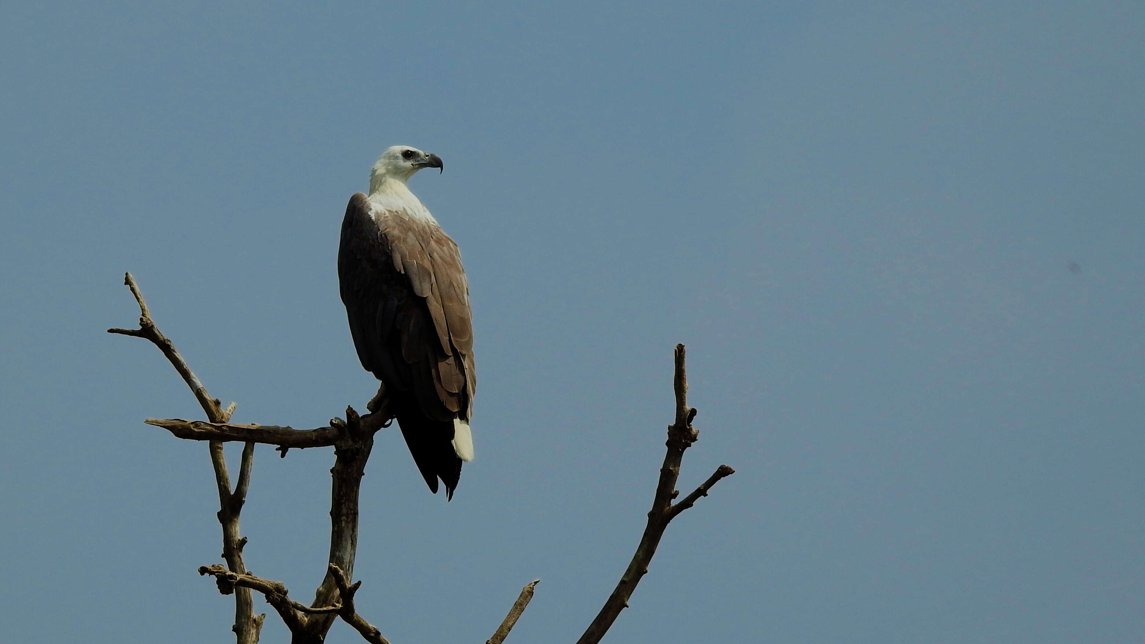 Image of White-bellied Sea Eagle