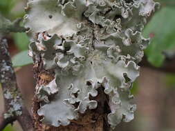 Image of Ruffle lichens