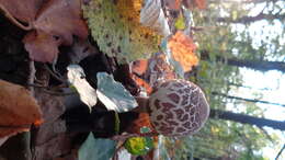 Macrolepiota mastoidea (Fr.) Singer 1951 resmi