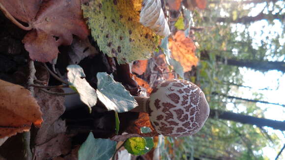 Macrolepiota mastoidea (Fr.) Singer 1951 resmi