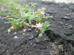 Plancia ëd Spergularia rubra (L.) J. Presl & C. Presl