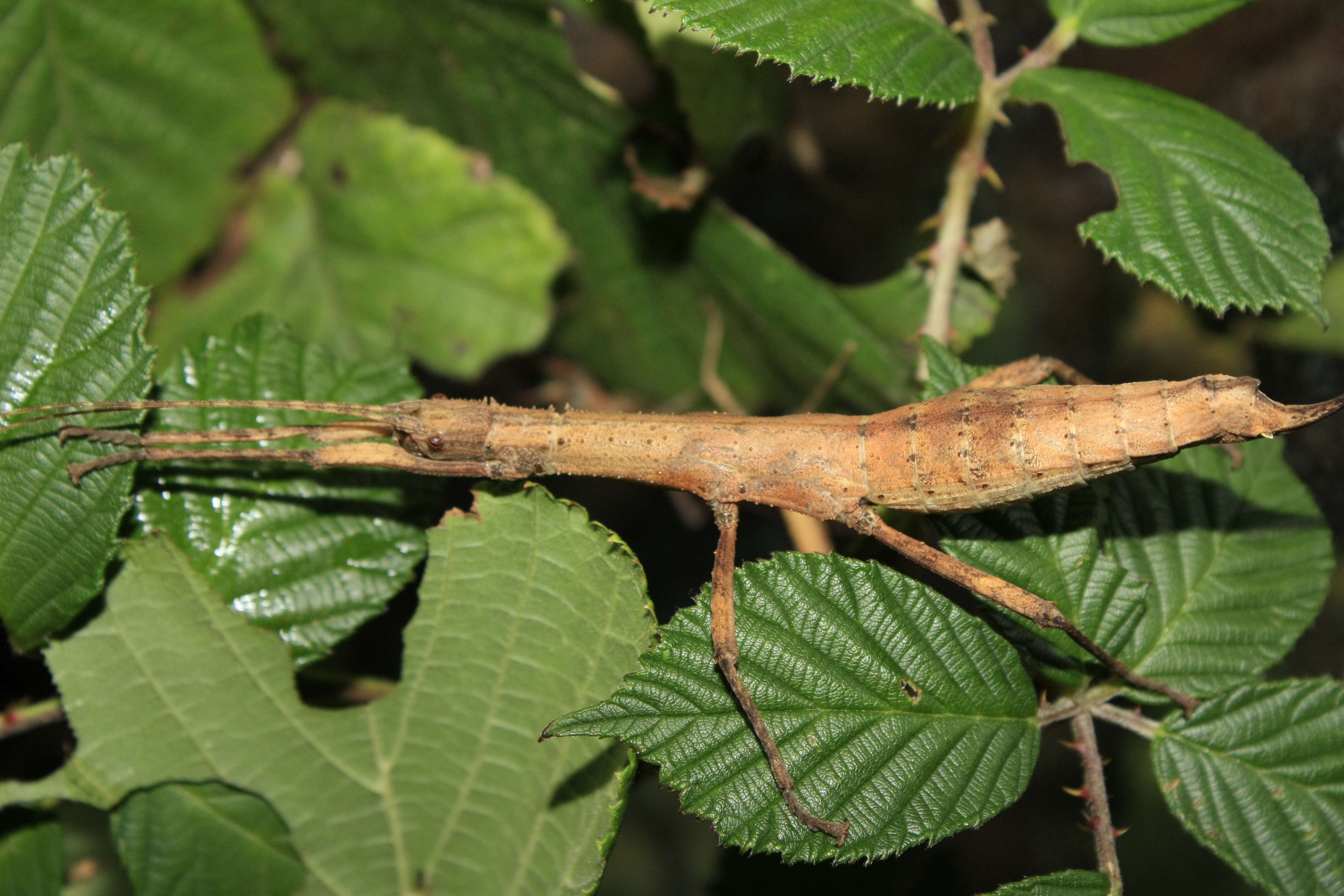 Image of Eubulides