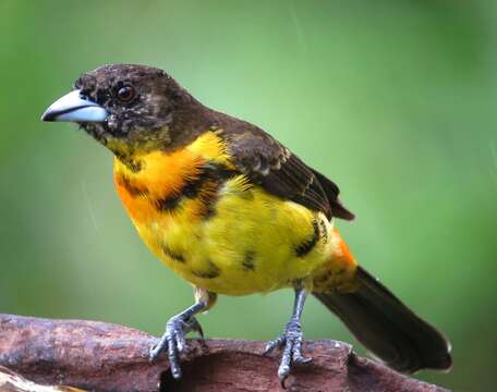 Image of Flame-rumped Tanager