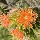 صورة Melaleuca acrifolia Craven & R. D. Edwards